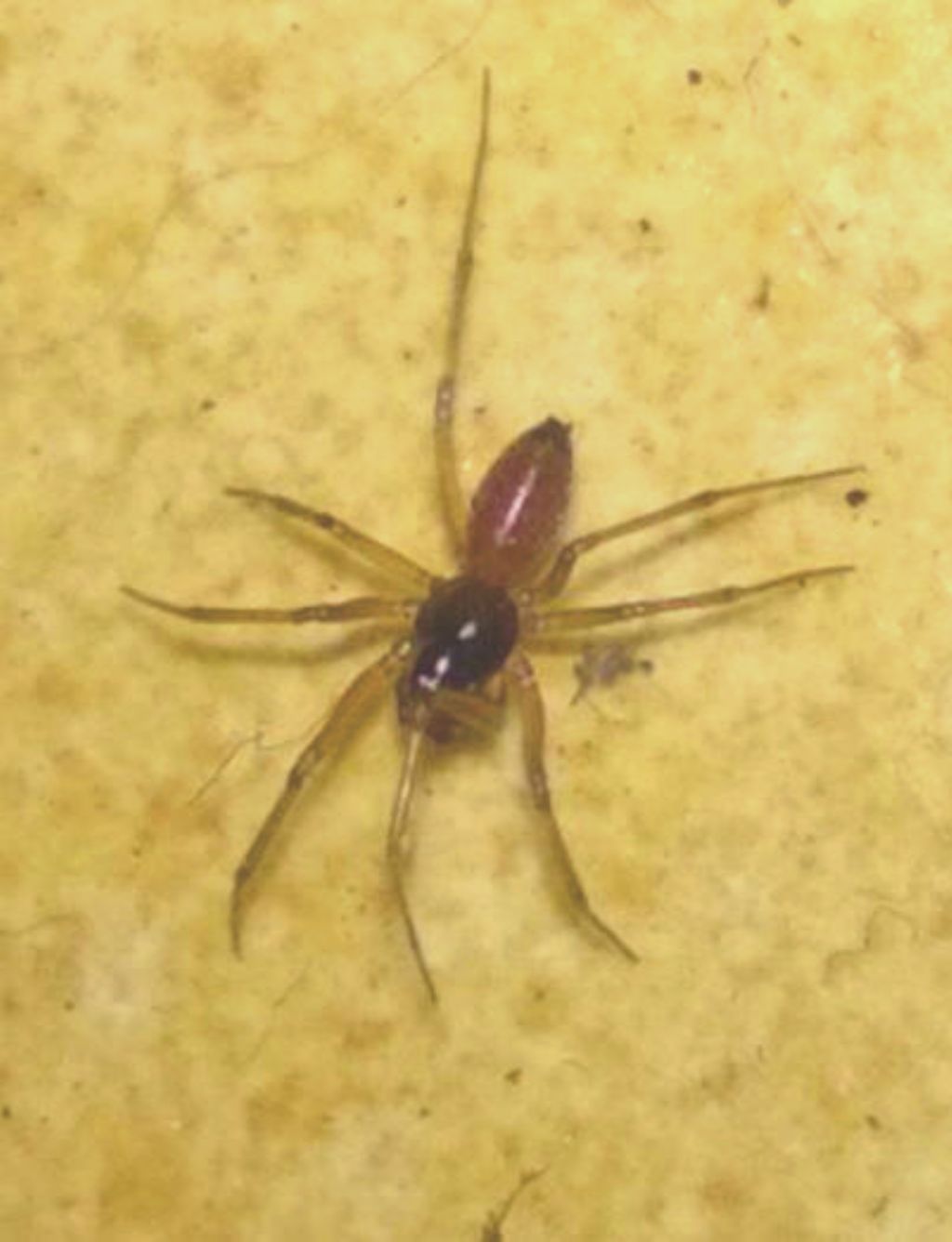 Ostearius melanopygius con acaro - Francavilla Fontana (BR)